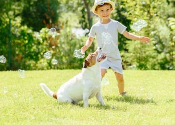 Wskazówki dotyczące ogrodu przyjaznego dla psów.