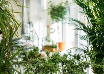 Biophilic design i zielone ściany, czyli o projektowaniu w zgodzie z naturą