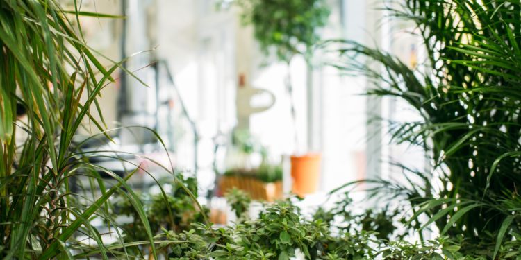 Biophilic design i zielone ściany, czyli o projektowaniu w zgodzie z naturą