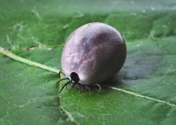 Kleszcze – jak się przed nimi zabezpieczyć?