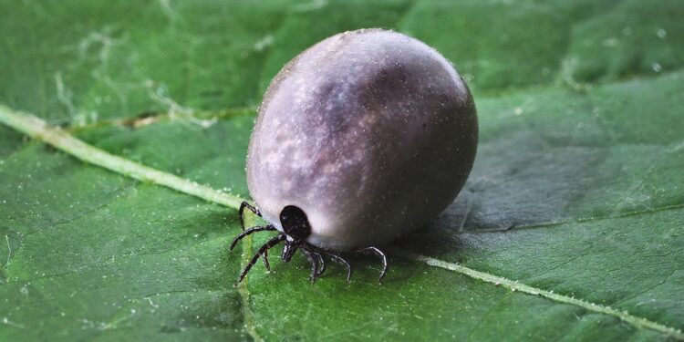 Kleszcze – jak się przed nimi zabezpieczyć?