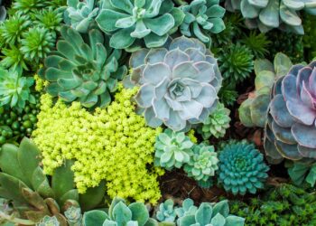 sukulenty