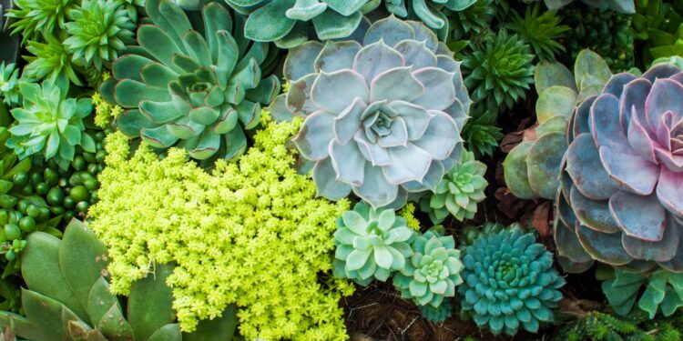 sukulenty