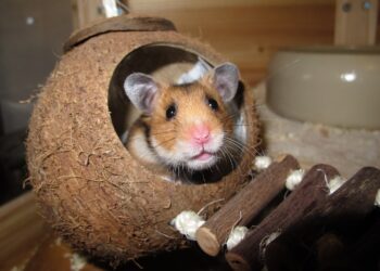 Jaki wybrać kołowrotek dla chomika?