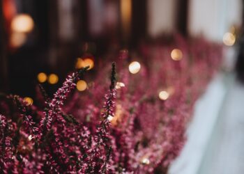 Co musisz wiedzieć o uprawie wrzosu pączkowego?