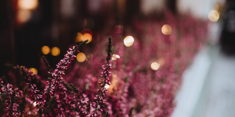 Co musisz wiedzieć o uprawie wrzosu pączkowego?