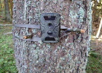Fotopułapka na działkę – zasada działania, skuteczność, najważniejsze parametry
