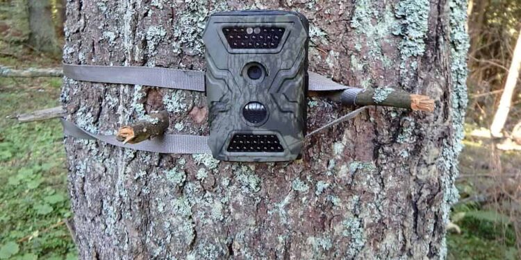 Fotopułapka na działkę – zasada działania, skuteczność, najważniejsze parametry