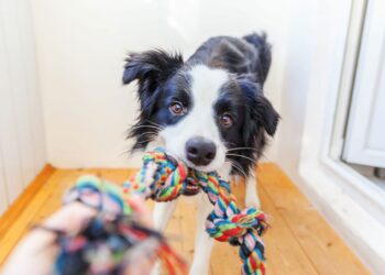 Zabawki dla psa – dlaczego warto je kupować?