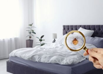 Rozpoznanie i zwalczenie pluskiew – krok po kroku