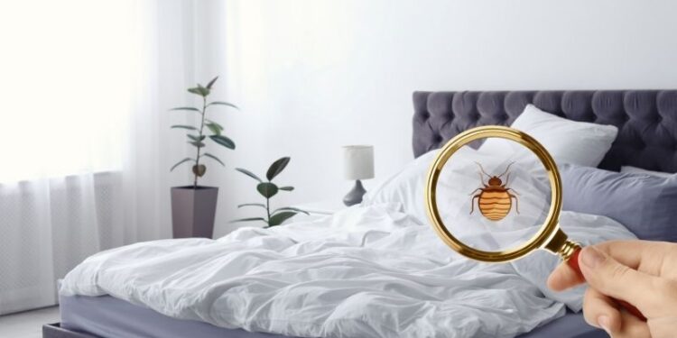 Rozpoznanie i zwalczenie pluskiew – krok po kroku