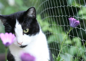 Siatka zabezpieczająca dla kota – jak zbudować bezpieczny wybieg dla pupila?