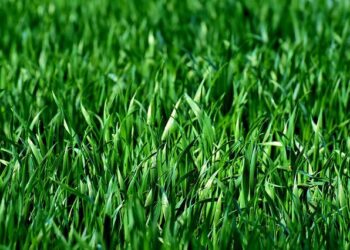 Pompy do podlewania ogrodu – warto postawić na sprawdzone urządzenia