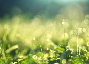 Jak rodzaj trawy na trawnik? Praktyczny poradnik.