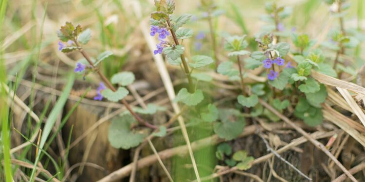 Rośliny wrzosowate – co warto o nich wiedzieć?