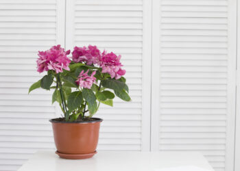 W jakiej cenie kupimy żaluzje bambusowe?