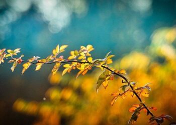 Co robić jesienią w ogrodzie?