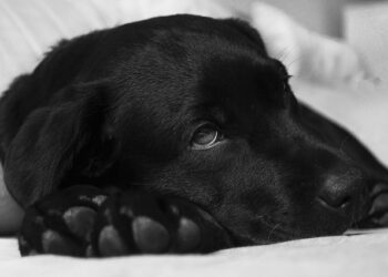 Wymioty psa lub kota – jak usunąć ślady z dywanu