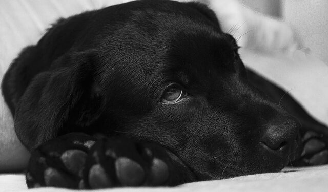 Wymioty psa lub kota – jak usunąć ślady z dywanu