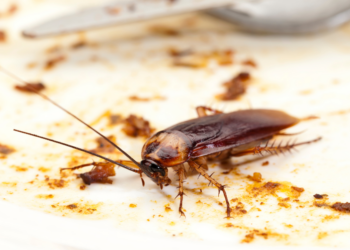 Wszystko, co musisz wiedzieć o karaluchach i jak się ich pozbyć.