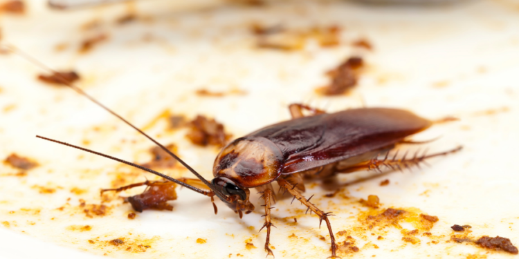 Wszystko, co musisz wiedzieć o karaluchach i jak się ich pozbyć.