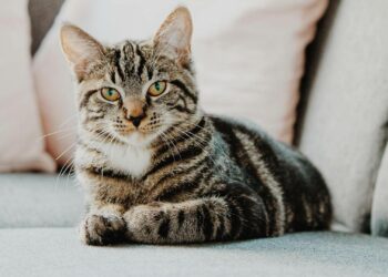 zamknięta kuweta dla kota