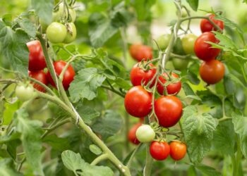 Pomidor w polskim ogrodzie