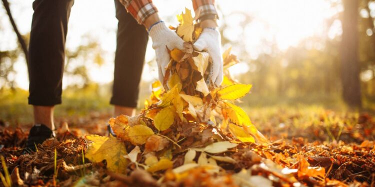 Jak przygotować działkę na jesień