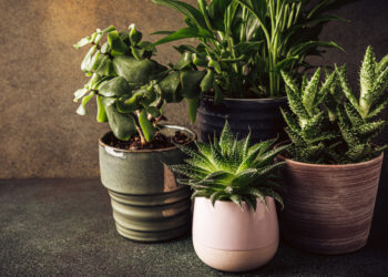 Rośliny doniczkowe poprawiające jakość powietrza