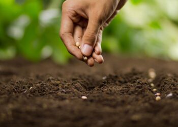 wybór nasion warzyw do swojego ogrodu