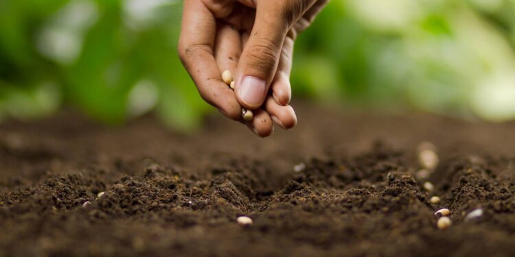 wybór nasion warzyw do swojego ogrodu