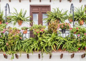 Domowe rośliny na balkonie pielęgnacja