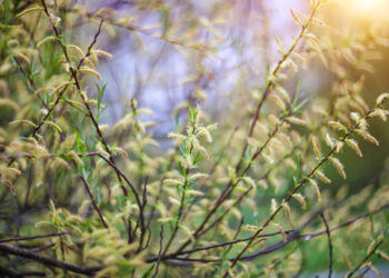 Miniaturowe wierzby ozdobne