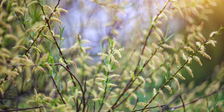 Miniaturowe wierzby ozdobne