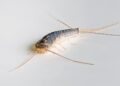 rybiki