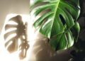 monstera