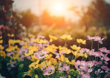 Odkryj świat ogrodniczych inspiracji – blog ogrodniczy sklepu Ogrodosfera 3