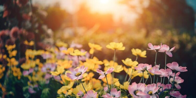 Odkryj świat ogrodniczych inspiracji – blog ogrodniczy sklepu Ogrodosfera 1