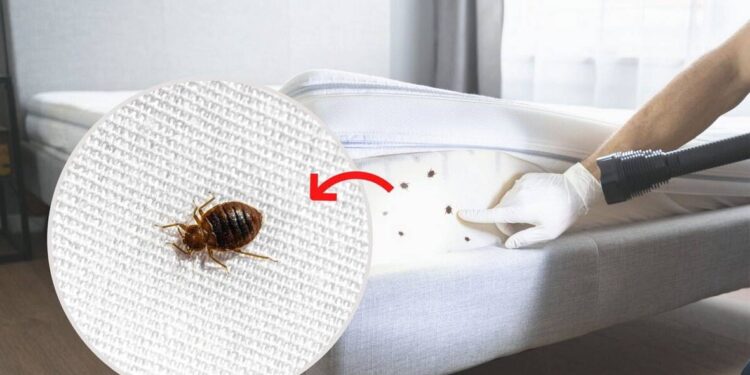 Wymrażanie pluskiew w Warszawie. Gwarancja czystego domu i mieszkania 1