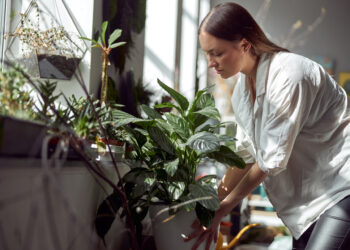 Rośliny oczyszczające powietrze w domu i biurze - lista najskuteczniejszych gatunków