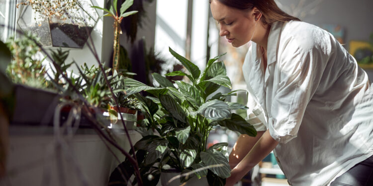 Rośliny oczyszczające powietrze w domu i biurze - lista najskuteczniejszych gatunków