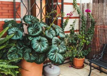 Rośliny na balkon — gatunki odporne na słońce, cień i wiatr